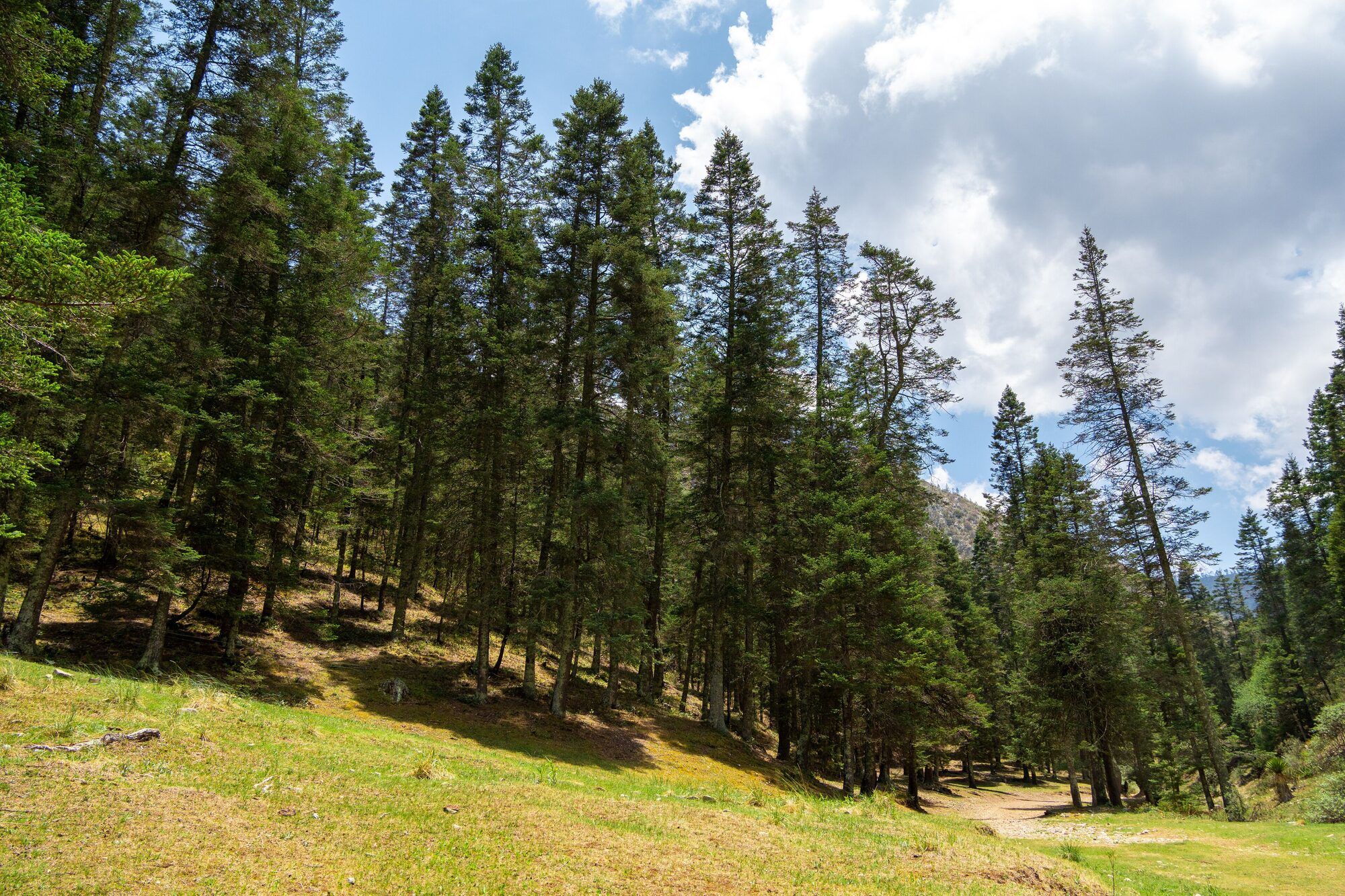 Bosque de pinos en la sierra
