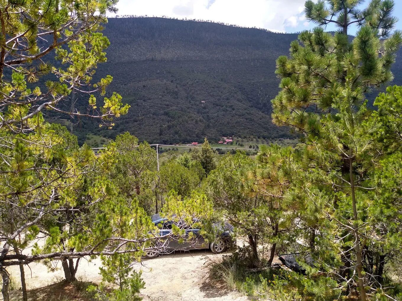 Montaña vista entre pinos