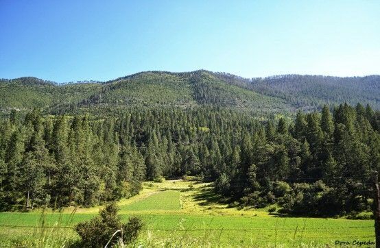 Valle verde rodeado de bosque
